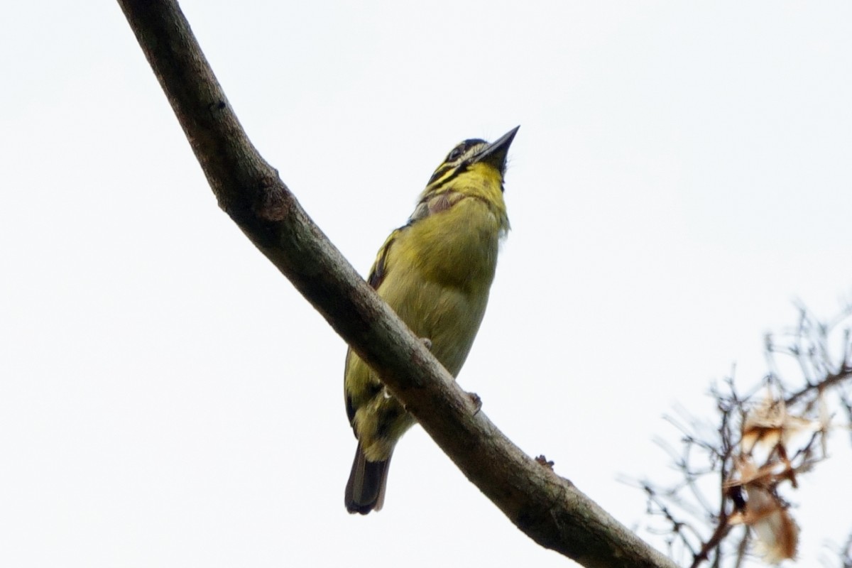 Red-rumped Tinkerbird - Carl Haynie