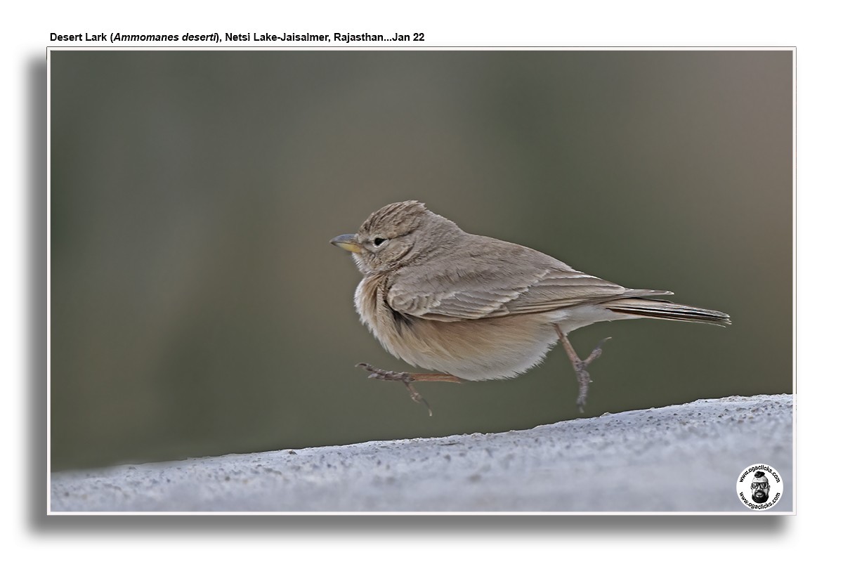 Desert Lark - ML617240227