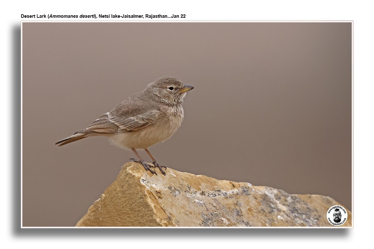 Desert Lark - ML617240230