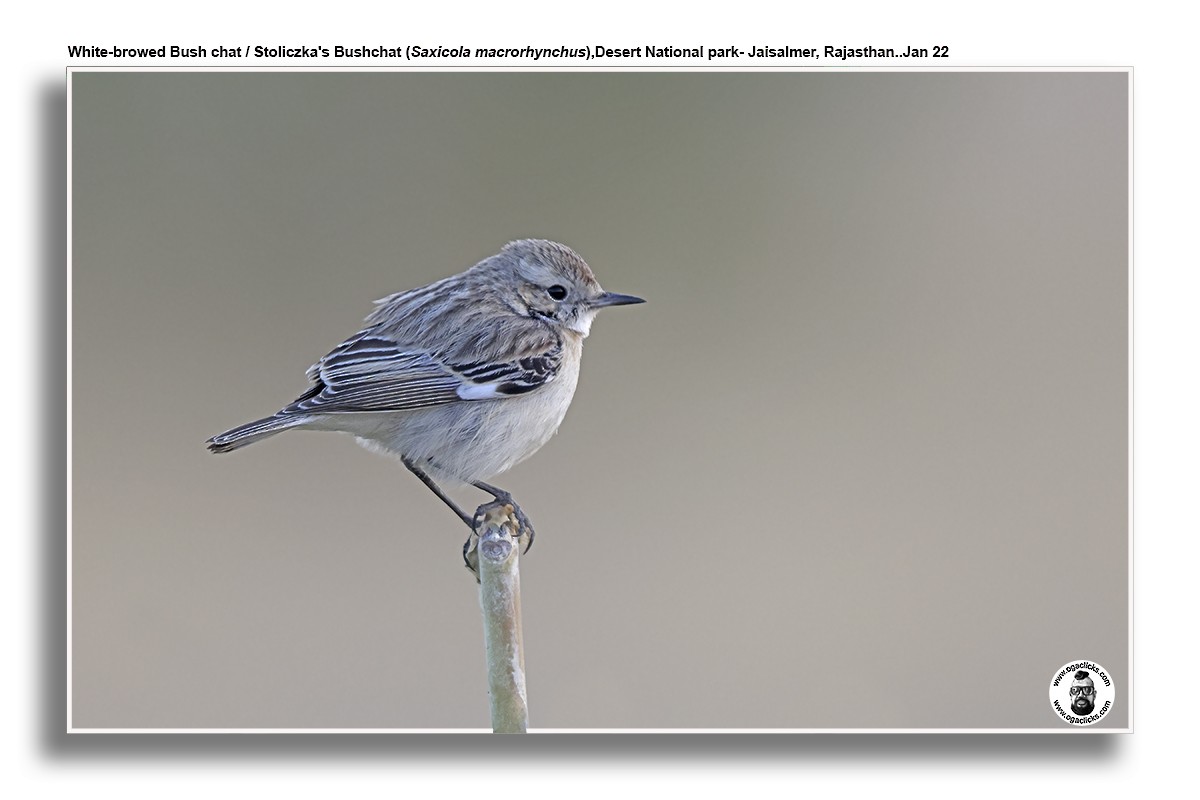 White-browed Bushchat - ML617240245