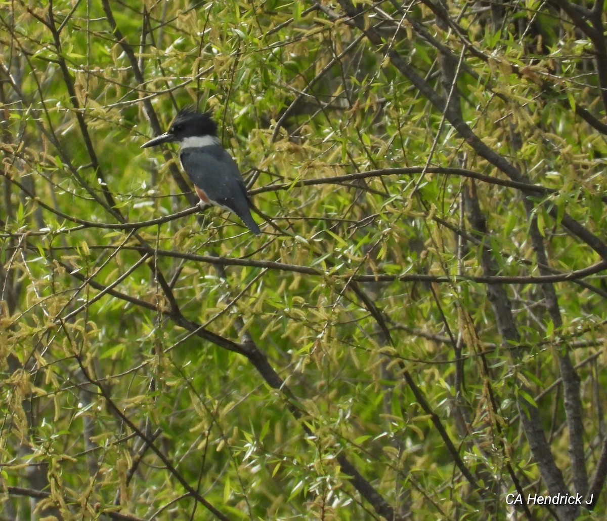 Belted Kingfisher - ML617240251