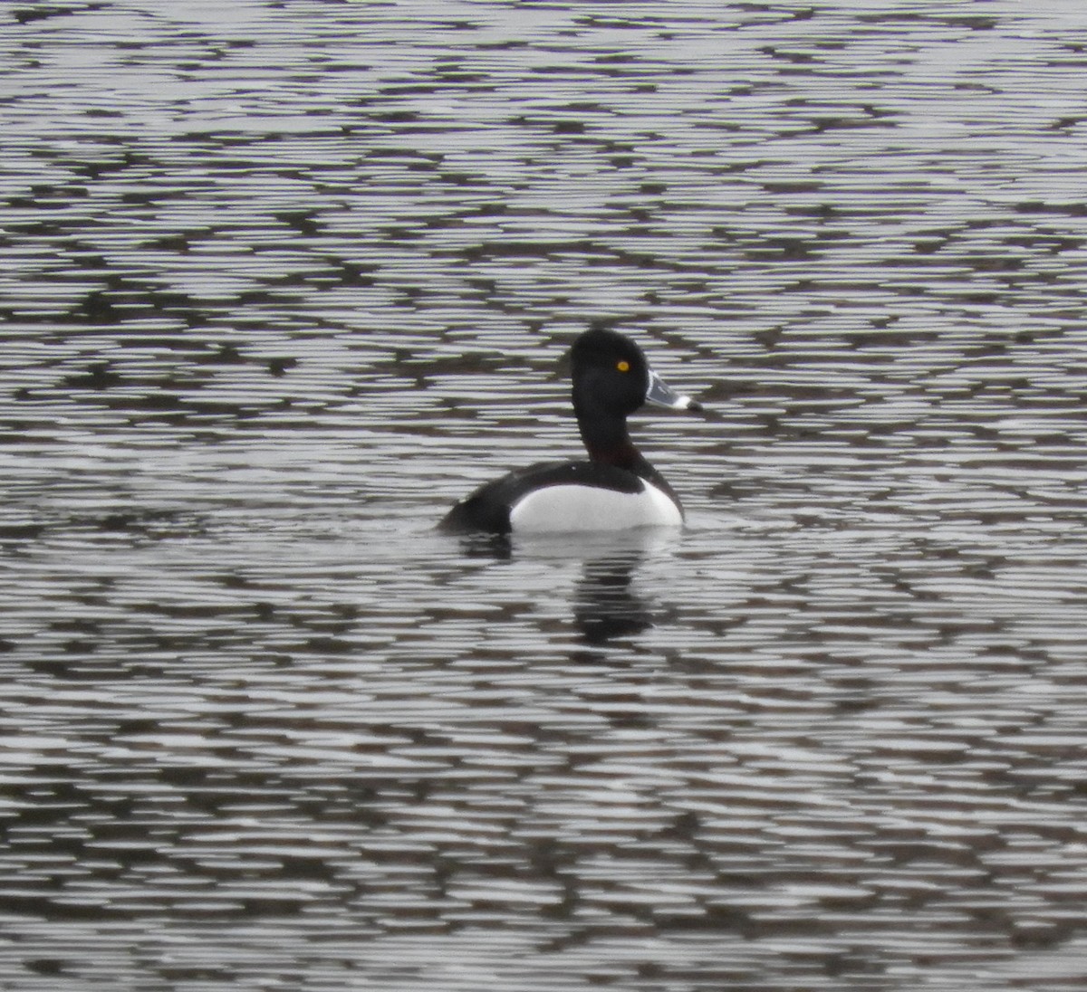 Ring-necked Duck - ML617240259
