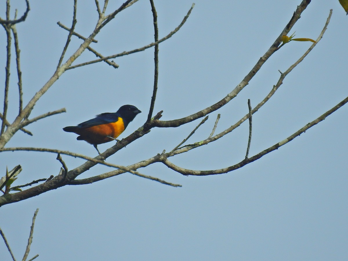 Rufous-bellied Euphonia - ML617240268