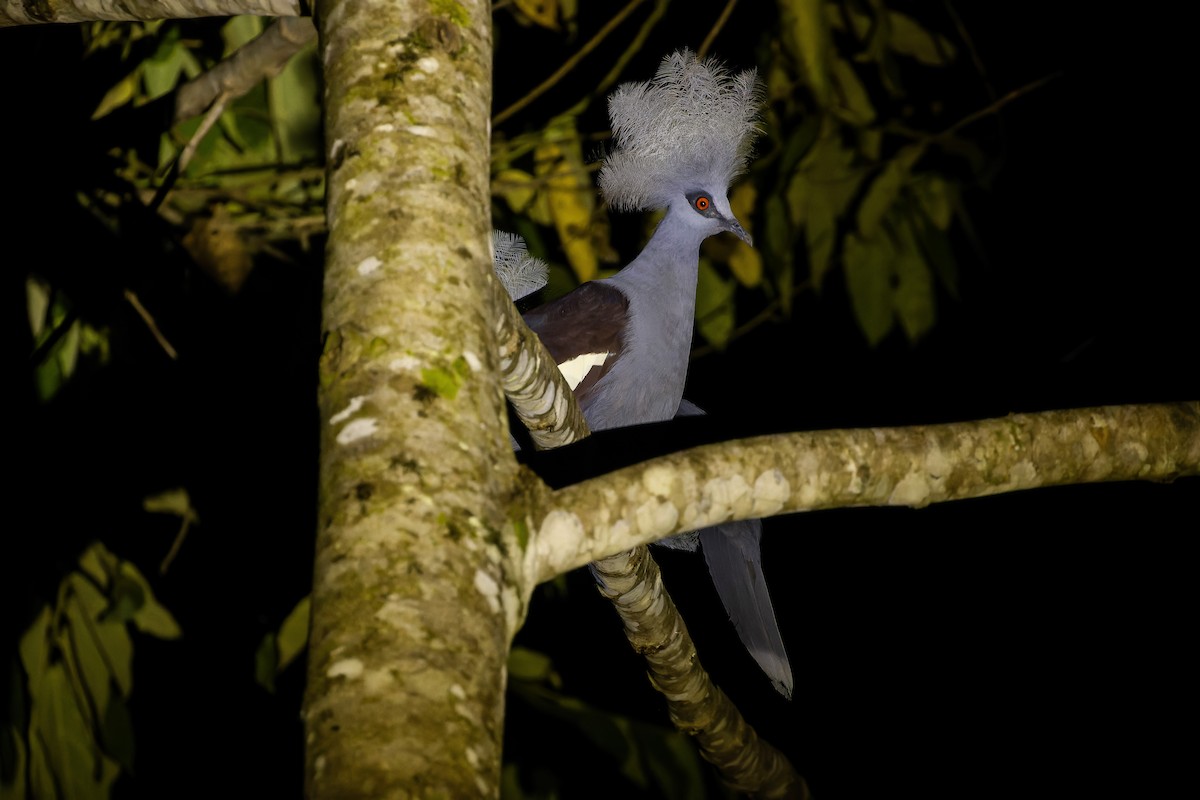 Western Crowned-Pigeon - ML617240276