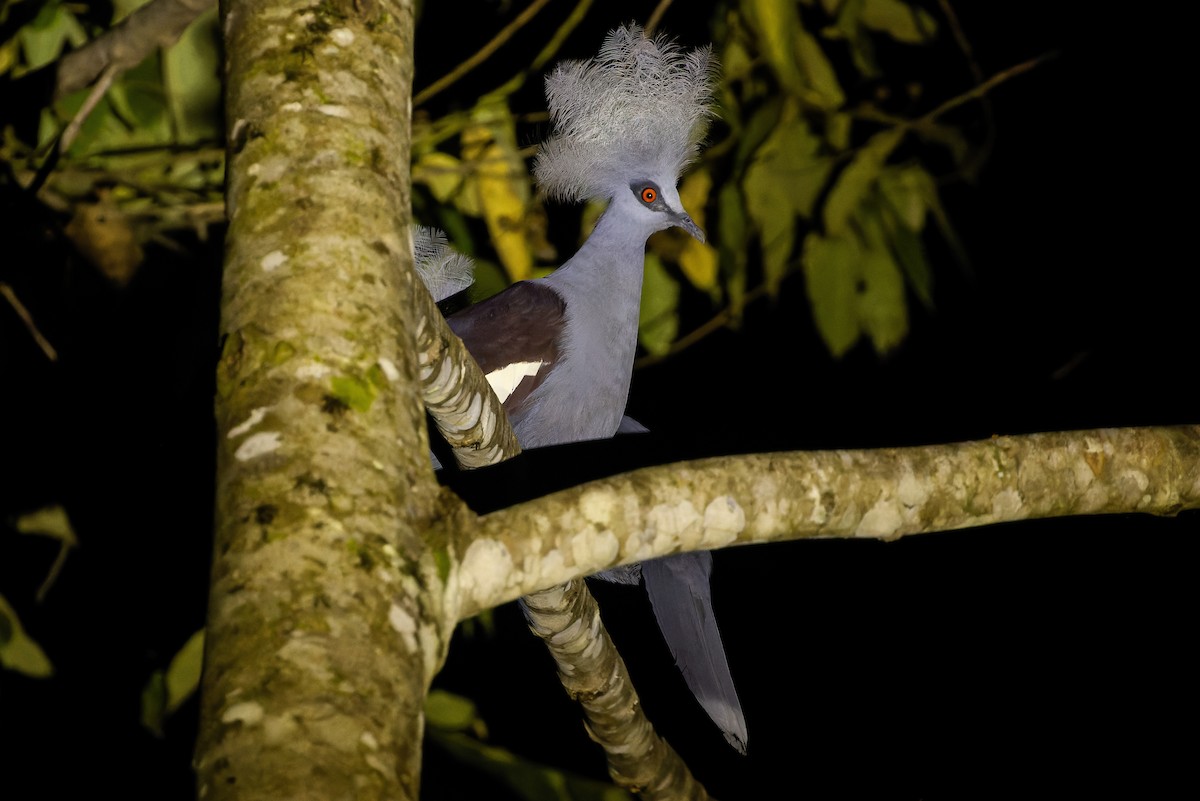 Western Crowned-Pigeon - ML617240277