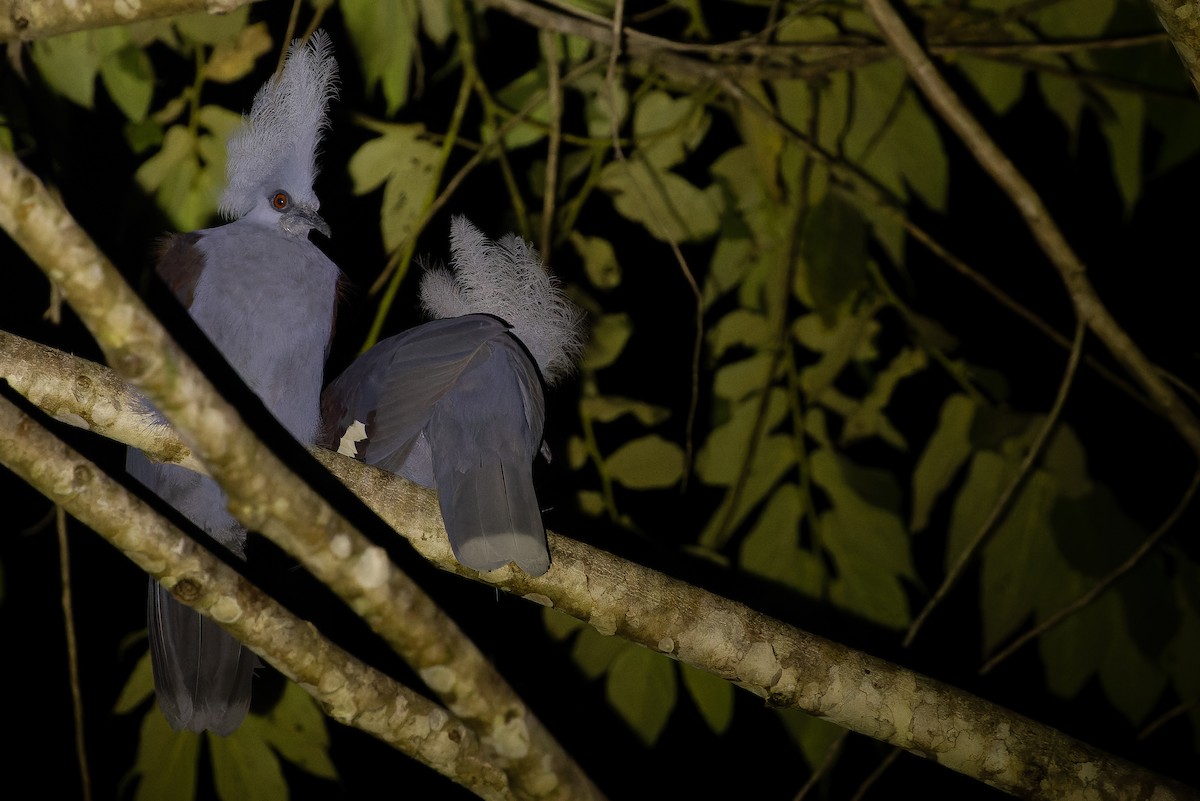 Western Crowned-Pigeon - ML617240279