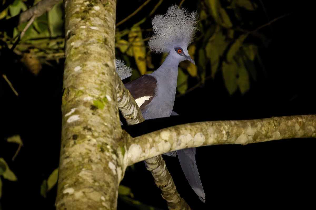 Western Crowned-Pigeon - ML617240280