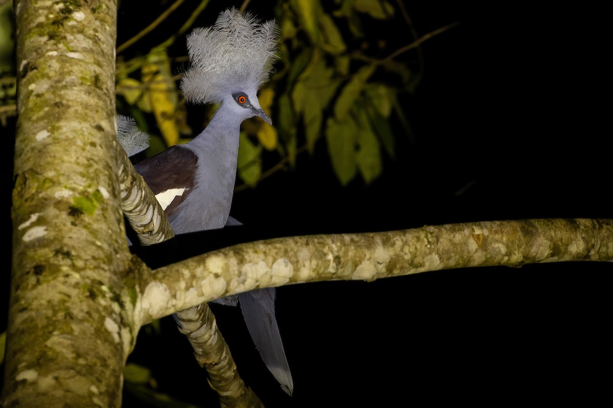 Western Crowned-Pigeon - ML617240281