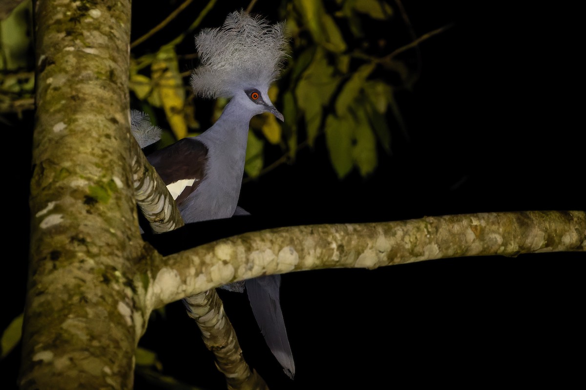 Western Crowned-Pigeon - ML617240282