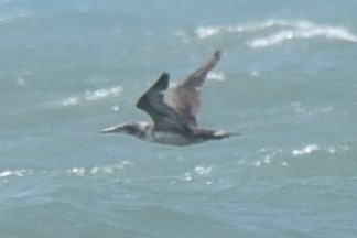 Northern Gannet - John Swenfurth