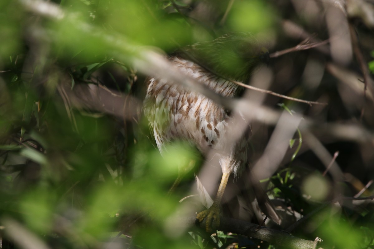 Cooper's Hawk - ML617240312