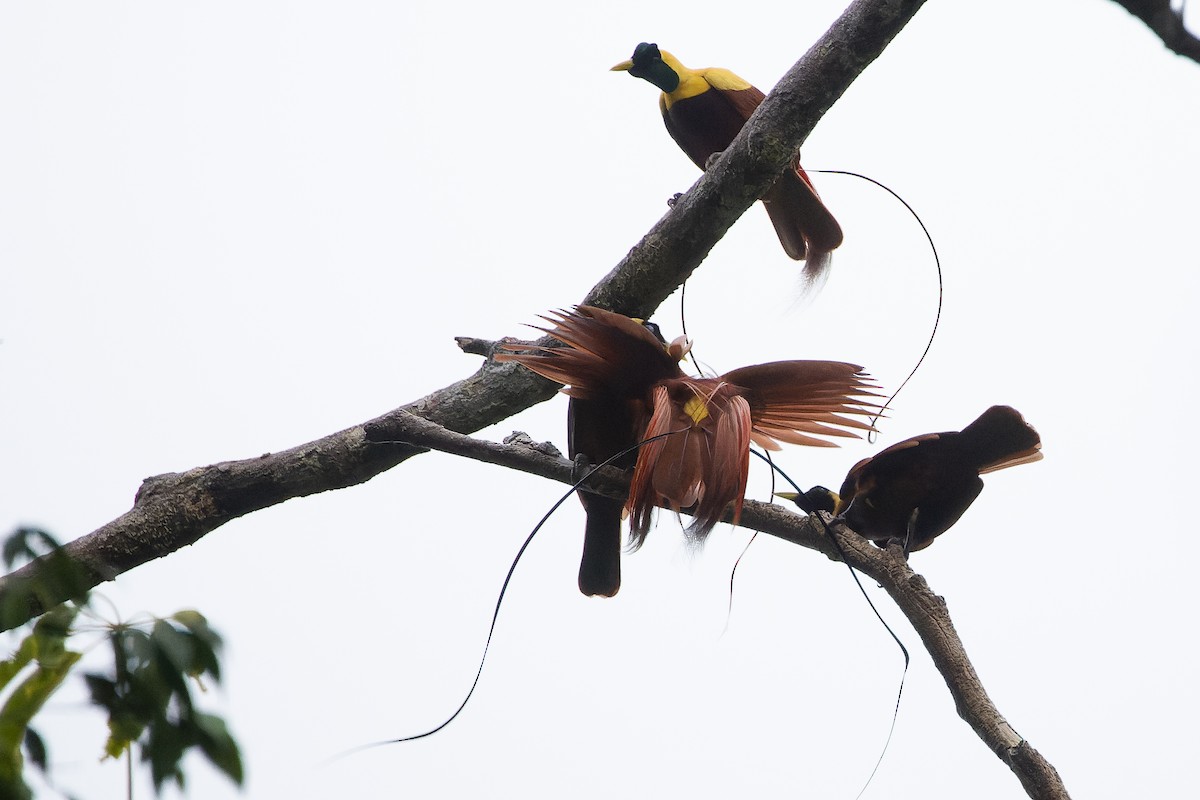 Red Bird-of-Paradise - ML617240327