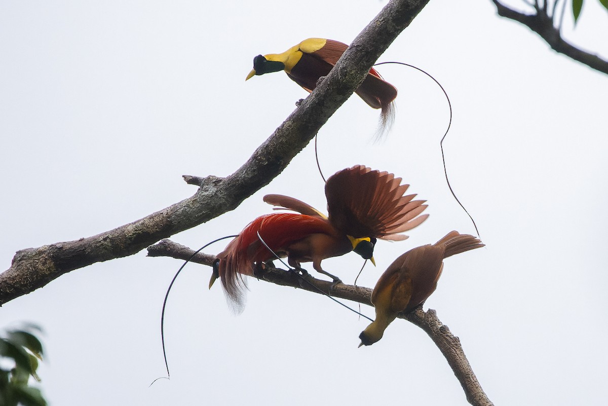 Red Bird-of-Paradise - ML617240330