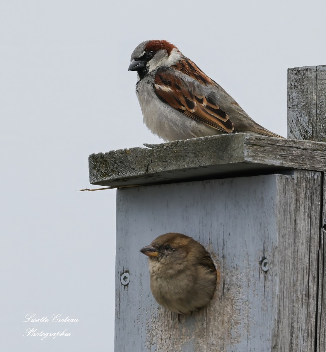 House Sparrow - Lisette Croteau