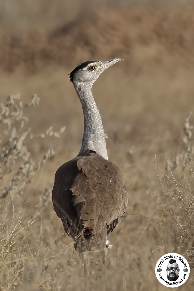 Great Indian Bustard - ML617240334