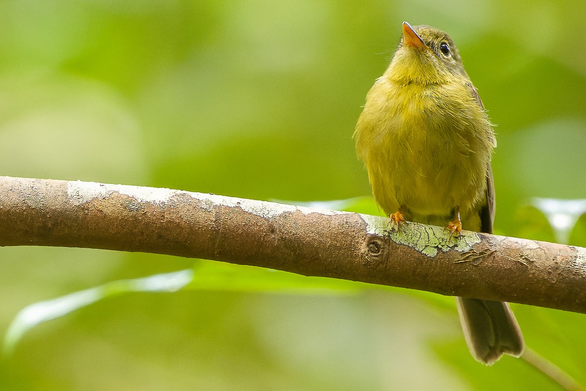 Olive Flyrobin - ML617240353