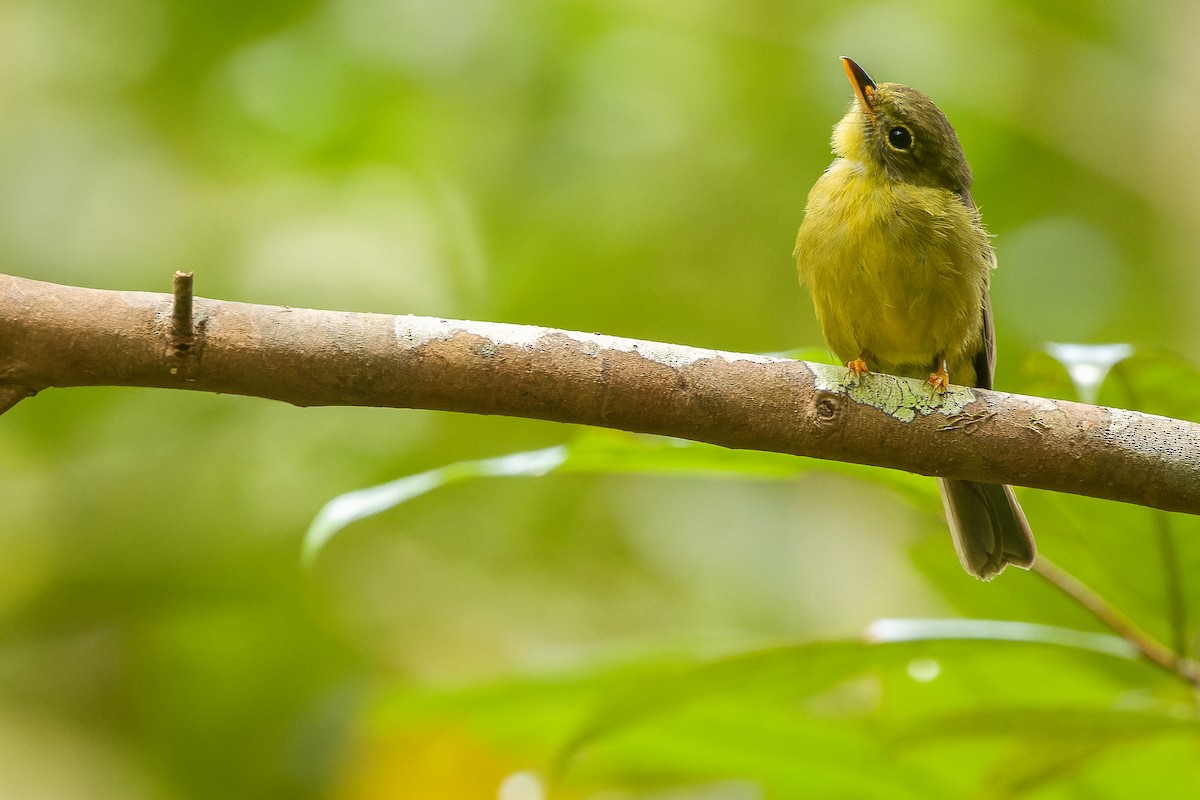 Olive Flyrobin - ML617240355