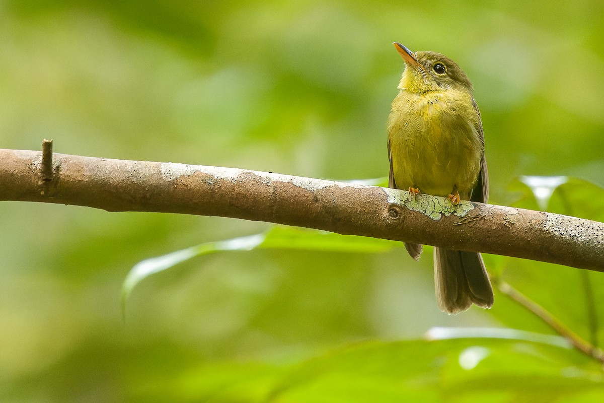 Olive Flyrobin - ML617240356