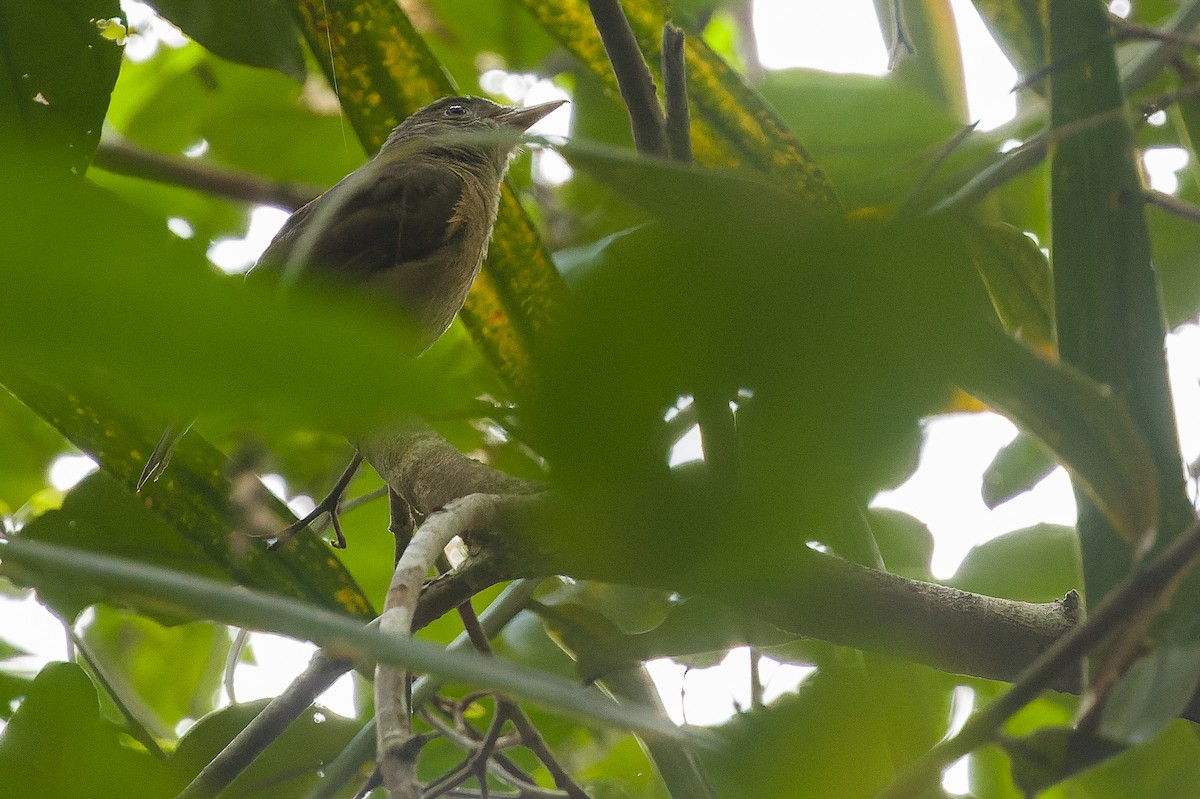 Waigeo Shrikethrush - Joachim Bertrands