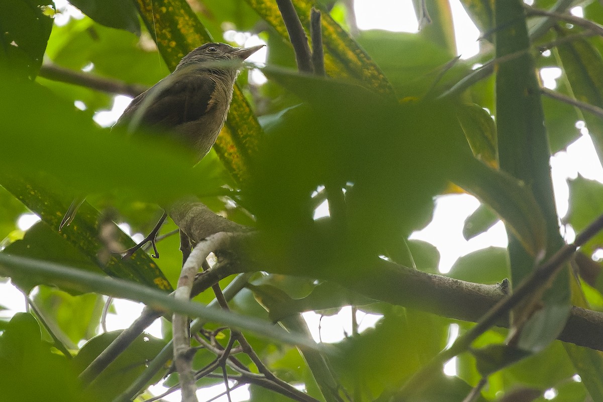 Waigeo Shrikethrush - Joachim Bertrands