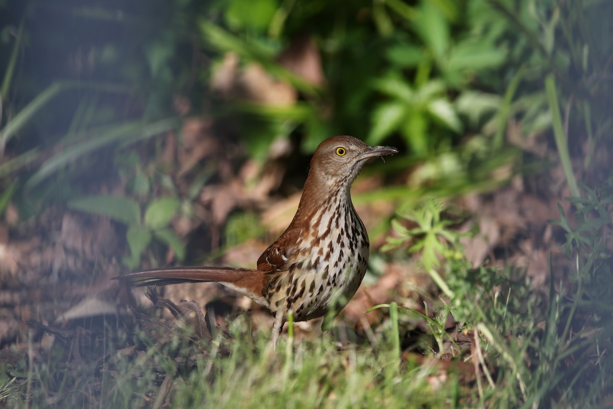 Brown Thrasher - ML617240363