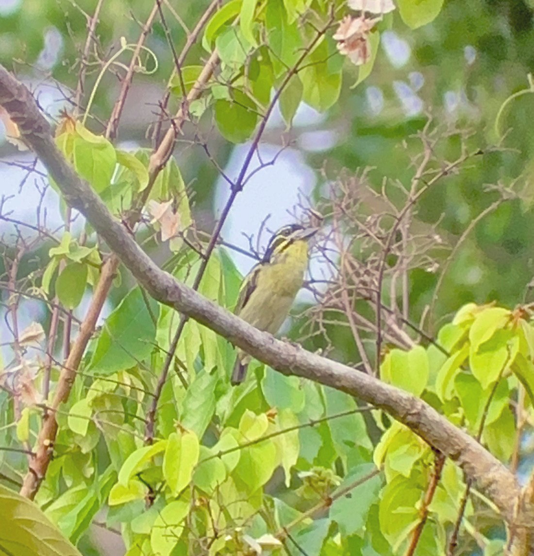 Red-rumped Tinkerbird - Carl Haynie