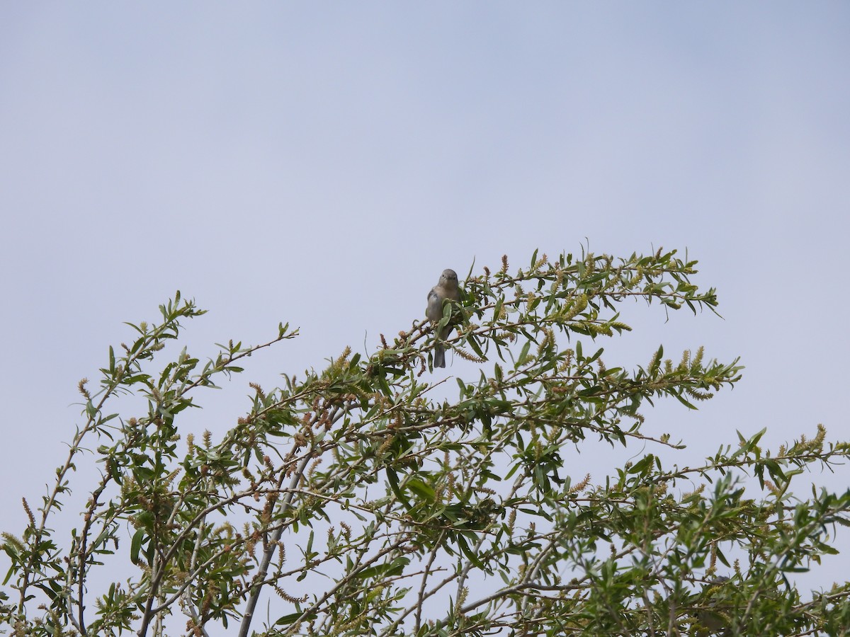 Lucy's Warbler - ML617240382