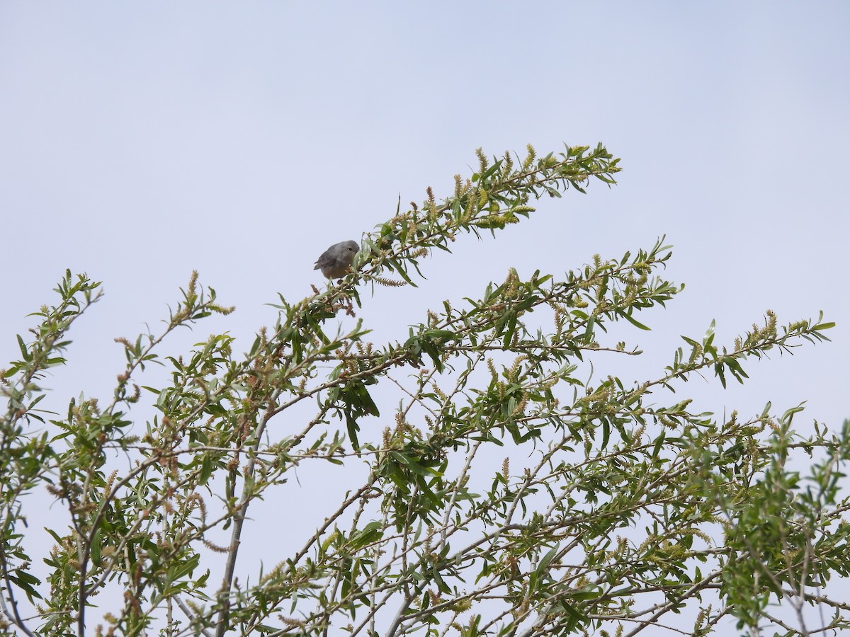 Lucy's Warbler - ML617240383