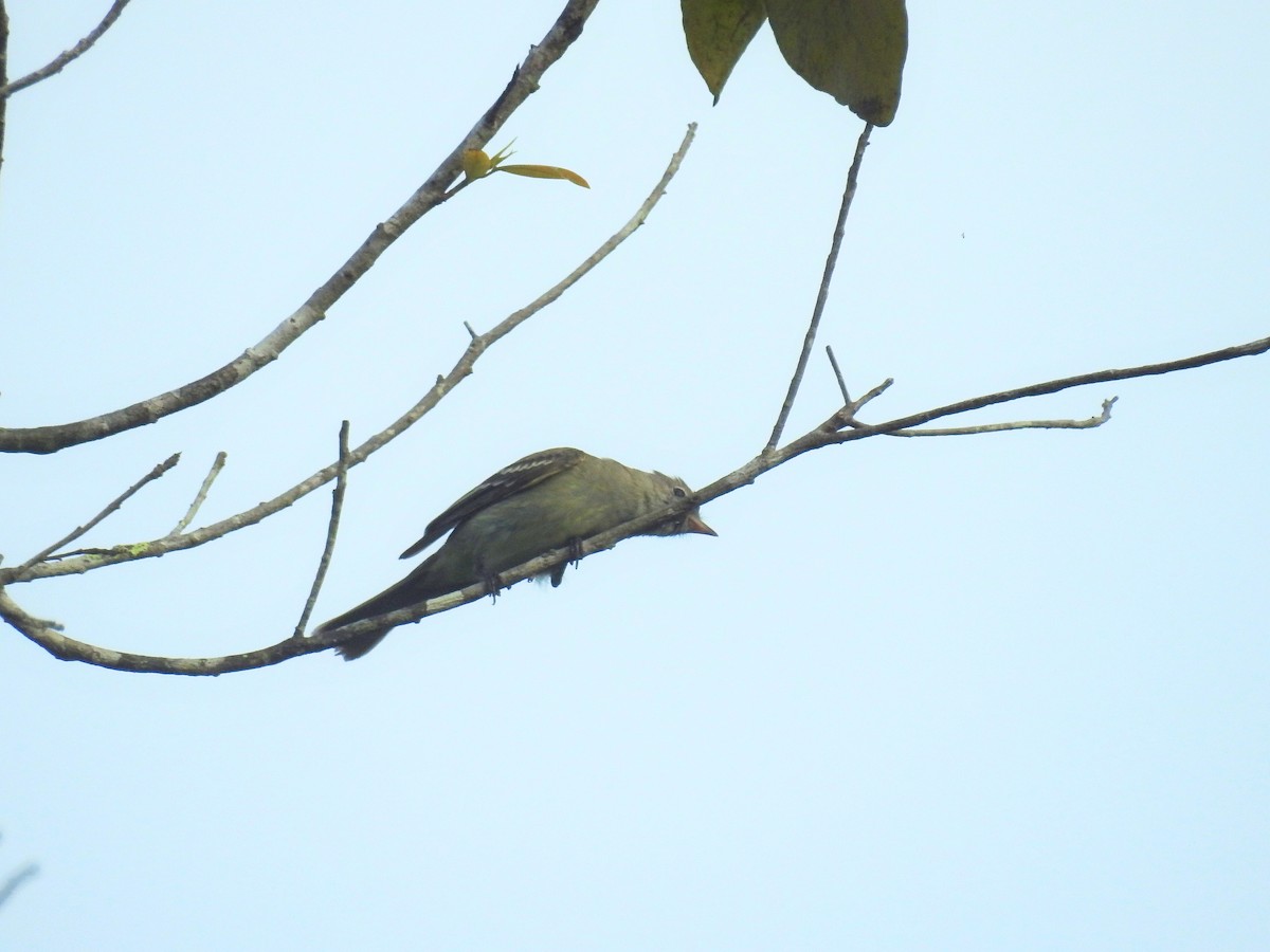 Small-billed Elaenia - ML617240428