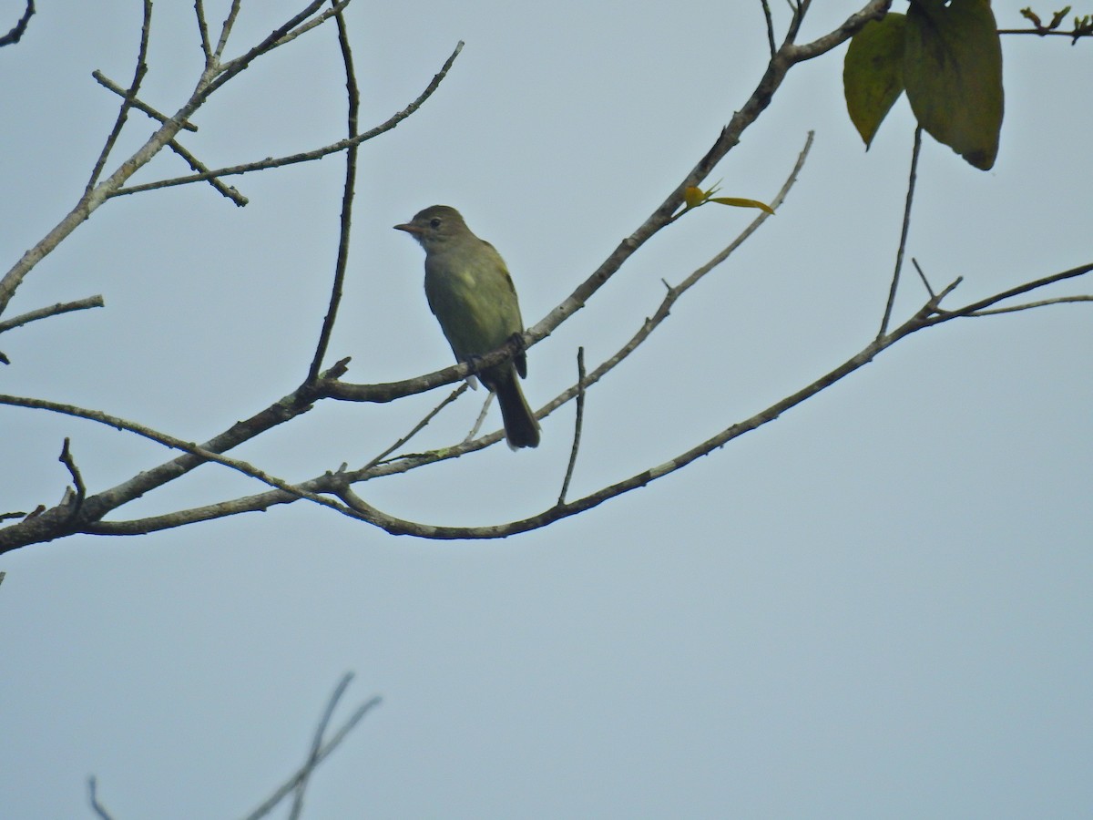 Small-billed Elaenia - ML617240429