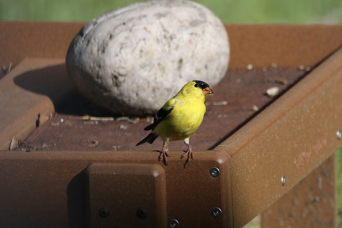 American Goldfinch - ML617240436