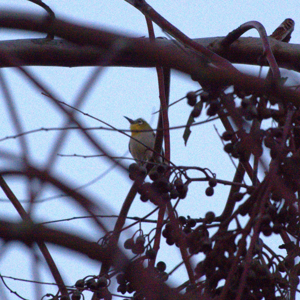 Swinhoe's White-eye - ML617240448