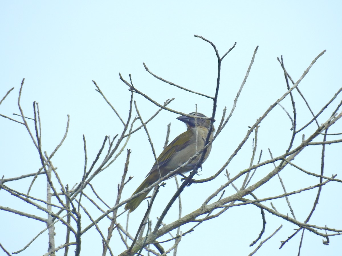 Buff-throated Saltator - ML617240451