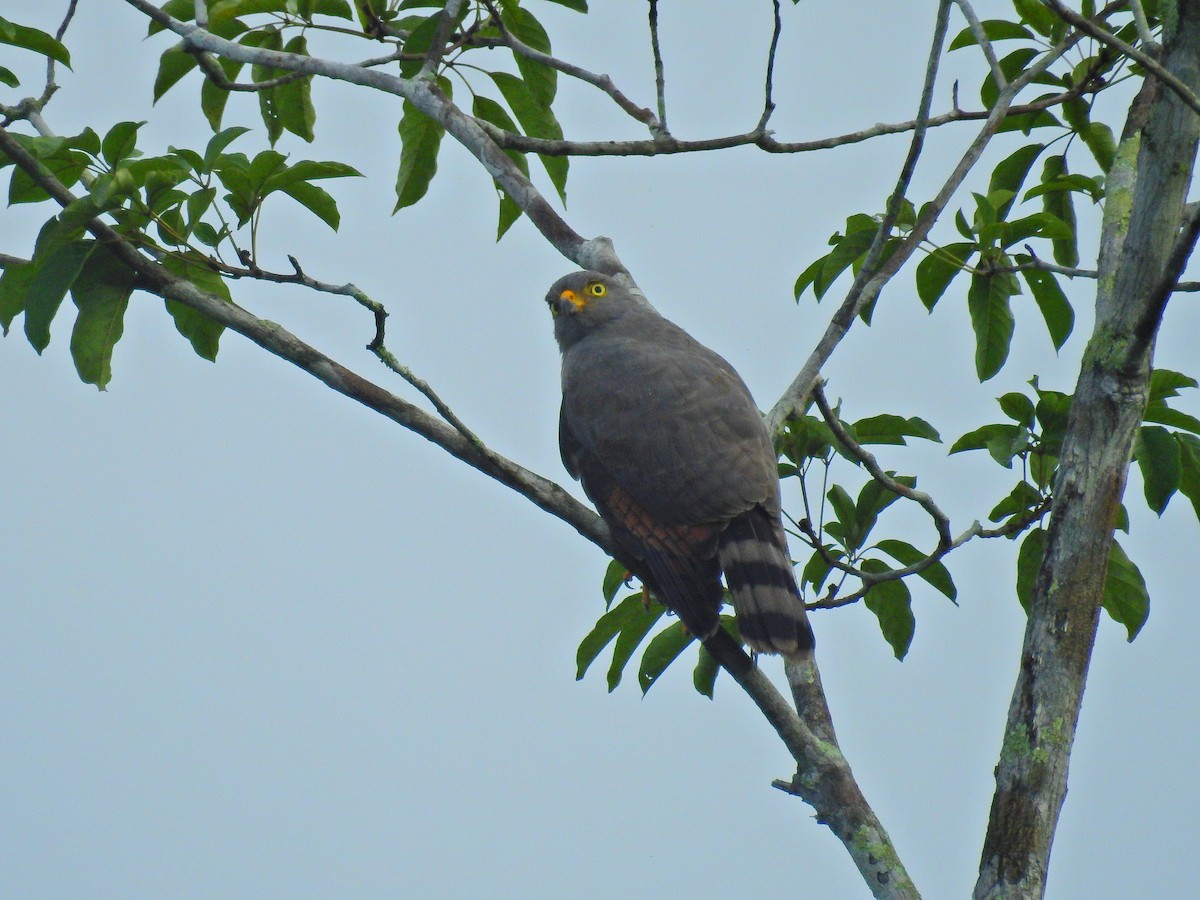 Roadside Hawk - Raul Afonso Pommer-Barbosa - Amazon Birdwatching