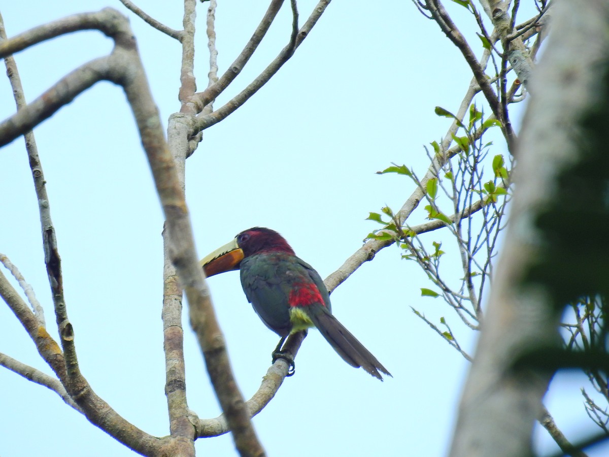 Ivory-billed Aracari (Brown-billed) - ML617240463