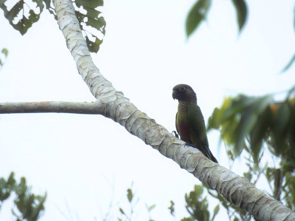 Bonaparte's Parakeet - ML617240480