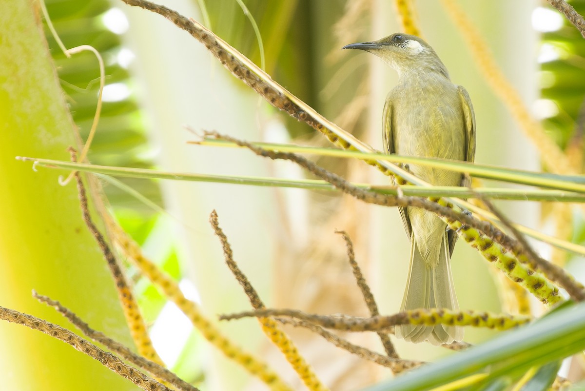 Olive Honeyeater - ML617240490