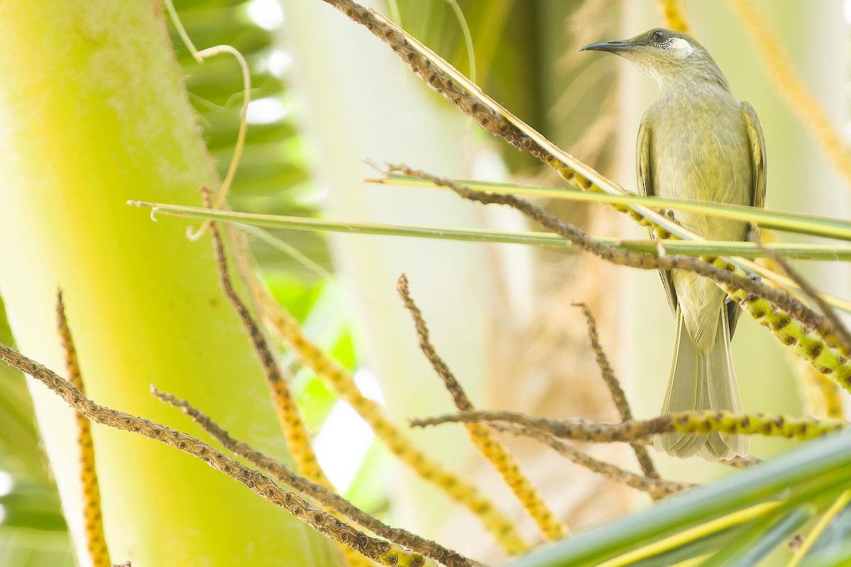 Olive Honeyeater - Joachim Bertrands