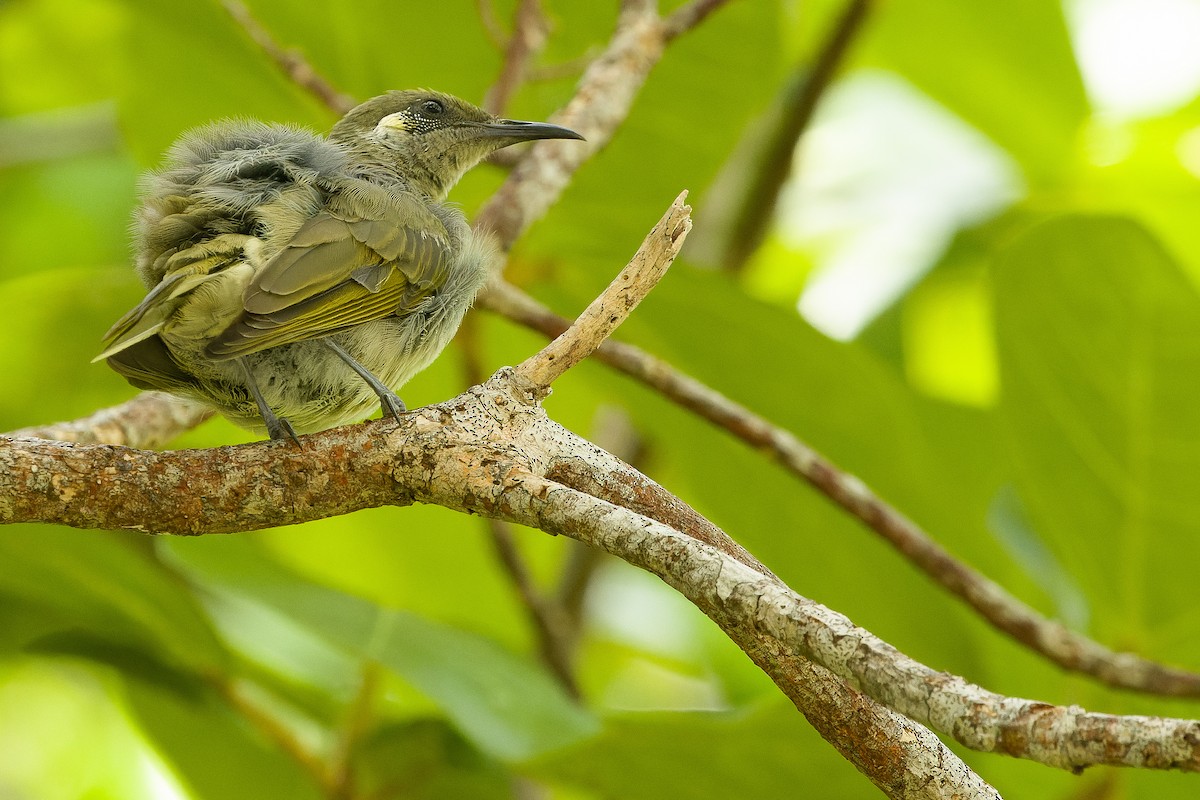 Olive Honeyeater - ML617240493