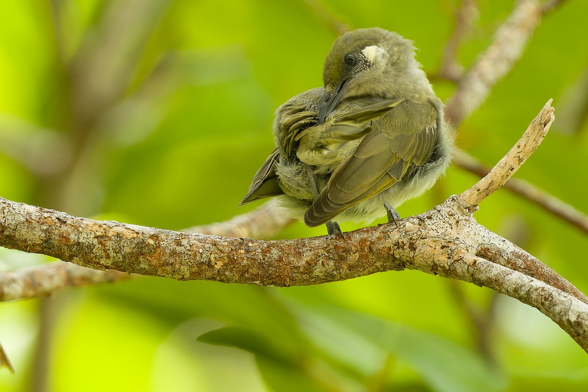 Olive Honeyeater - ML617240494