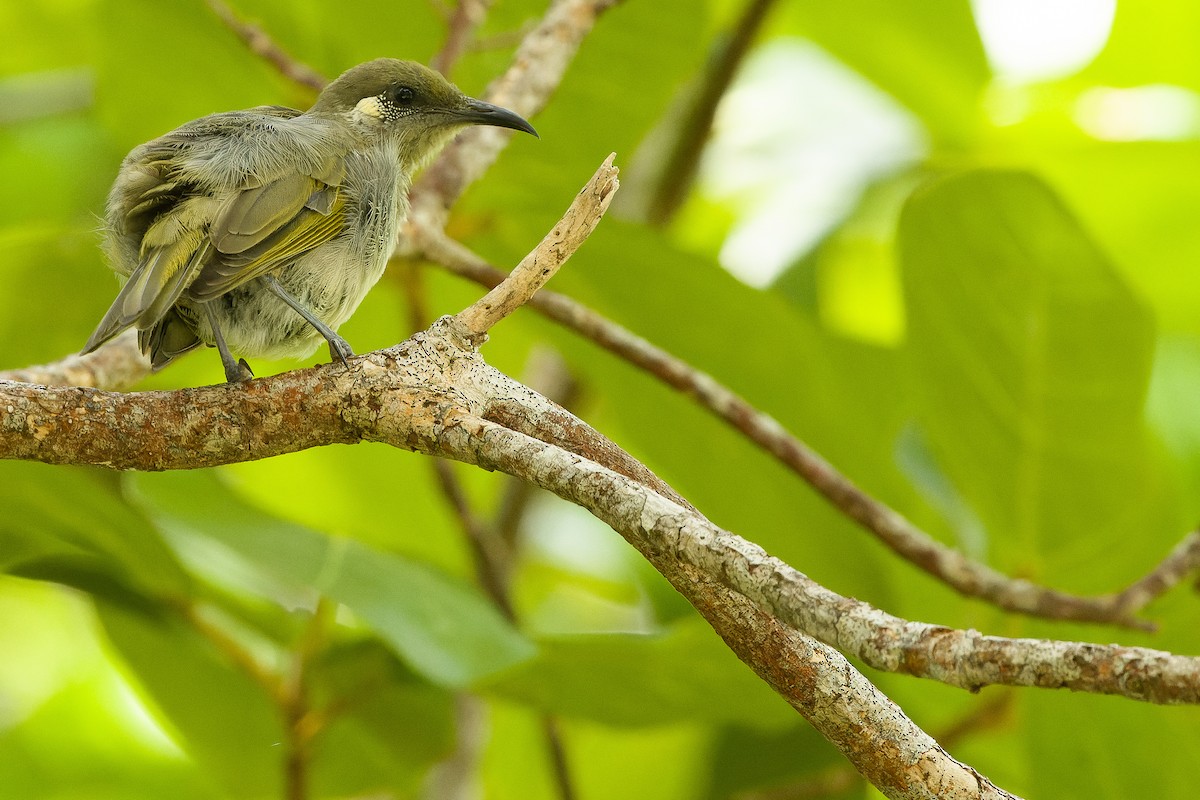 Olive Honeyeater - ML617240495