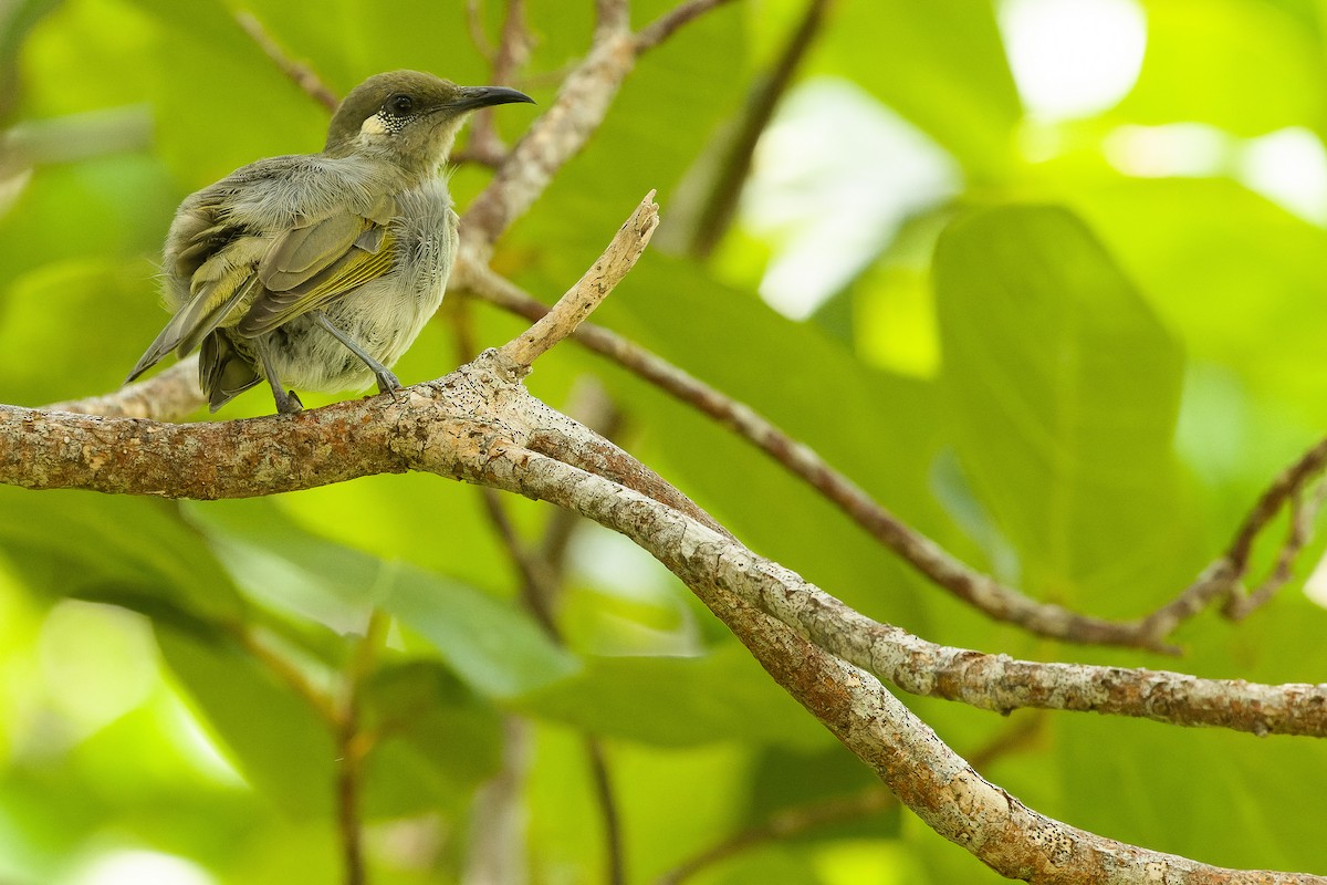 Olive Honeyeater - Joachim Bertrands