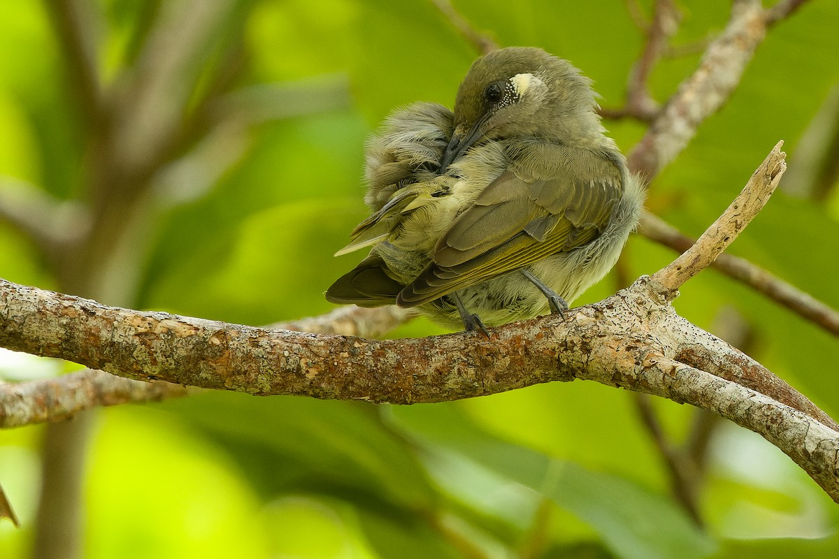 Olive Honeyeater - ML617240497