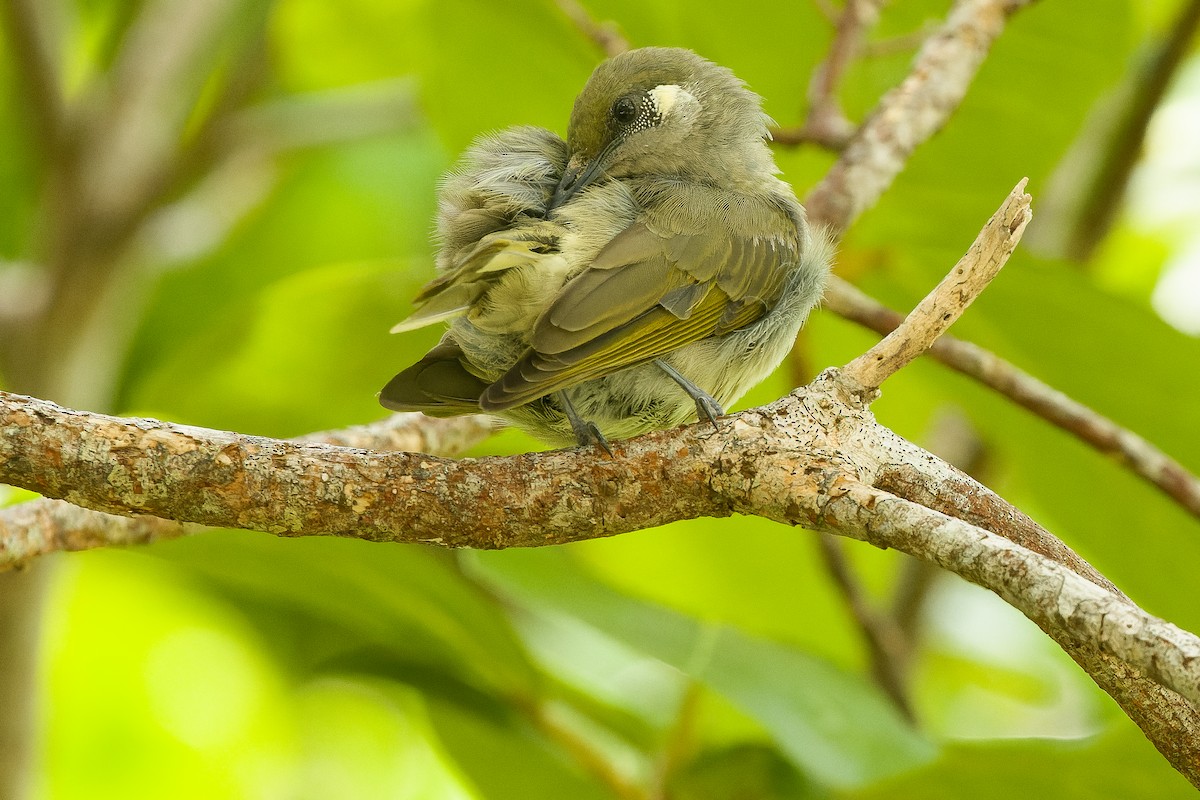 Olive Honeyeater - ML617240498