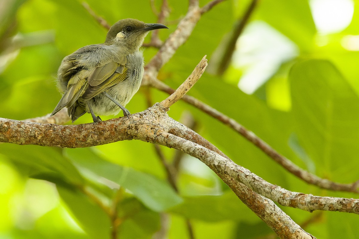 Olive Honeyeater - ML617240499