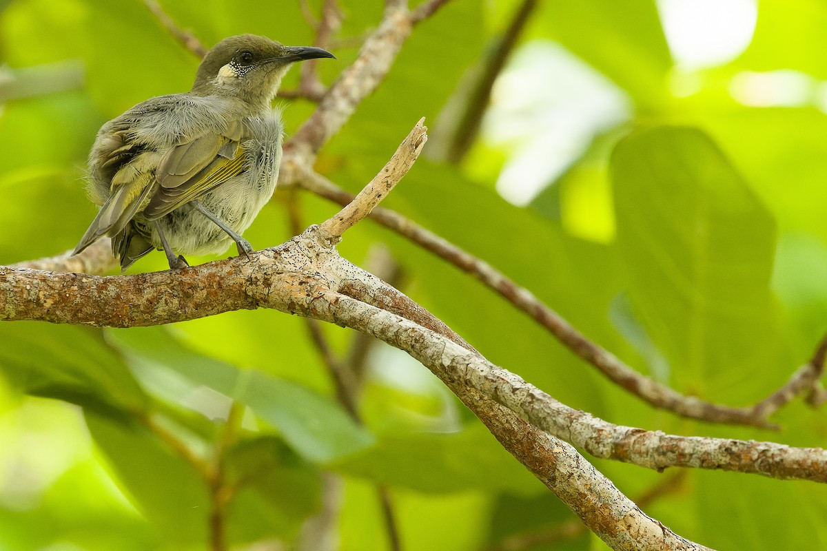 Olive Honeyeater - Joachim Bertrands