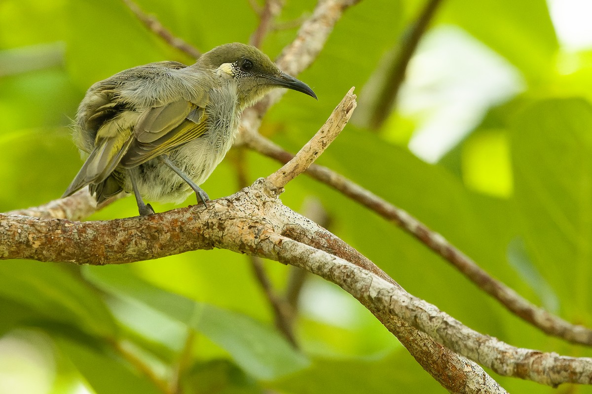 Olive Honeyeater - Joachim Bertrands