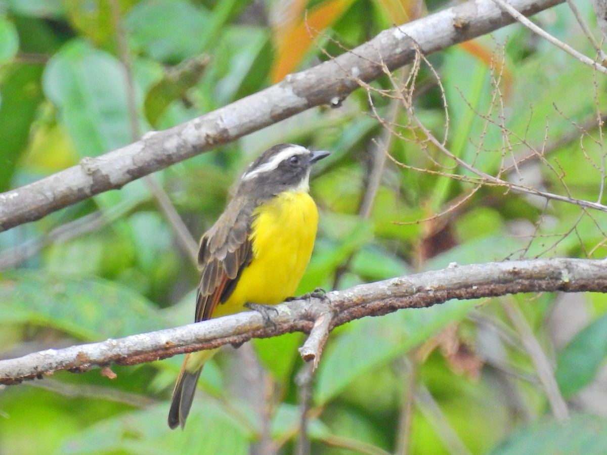 Rusty-margined Flycatcher - ML617240517