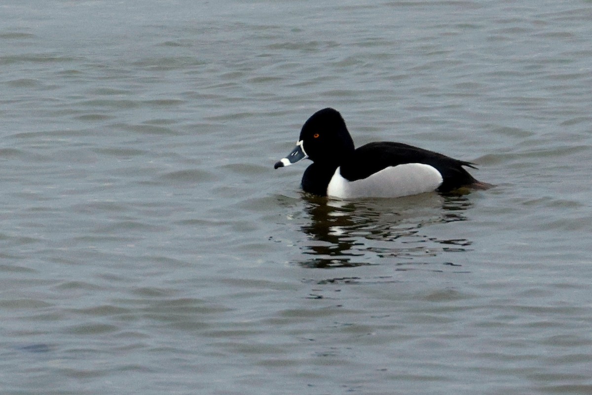 Ring-necked Duck - Maurice Raymond