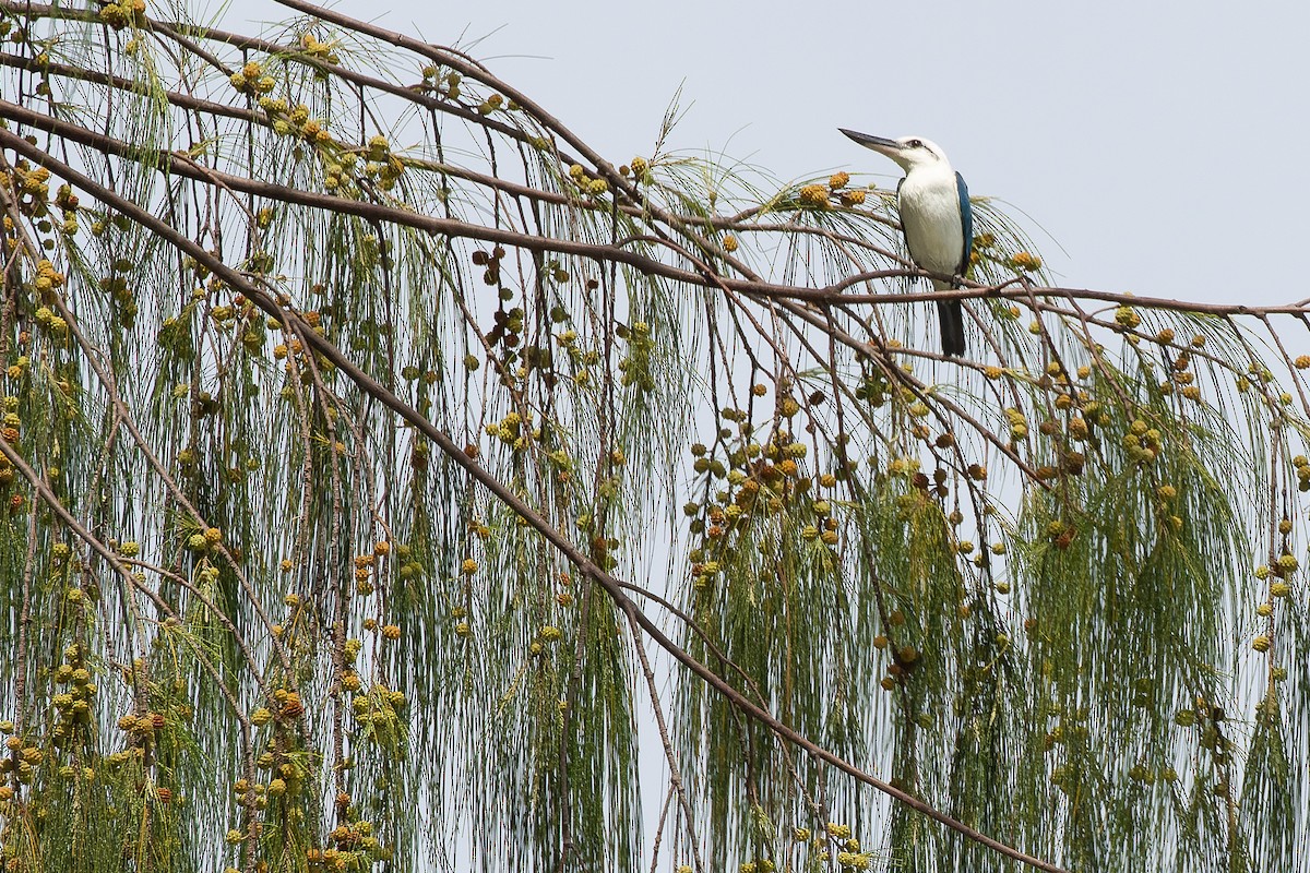 Beach Kingfisher (Beach) - ML617240527